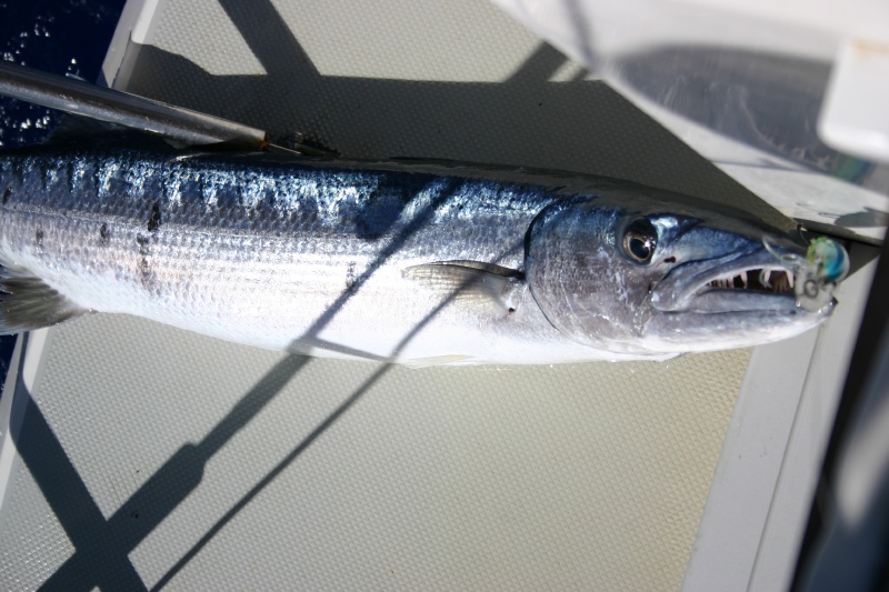 My what big teeth you have - we let the barracuda go.